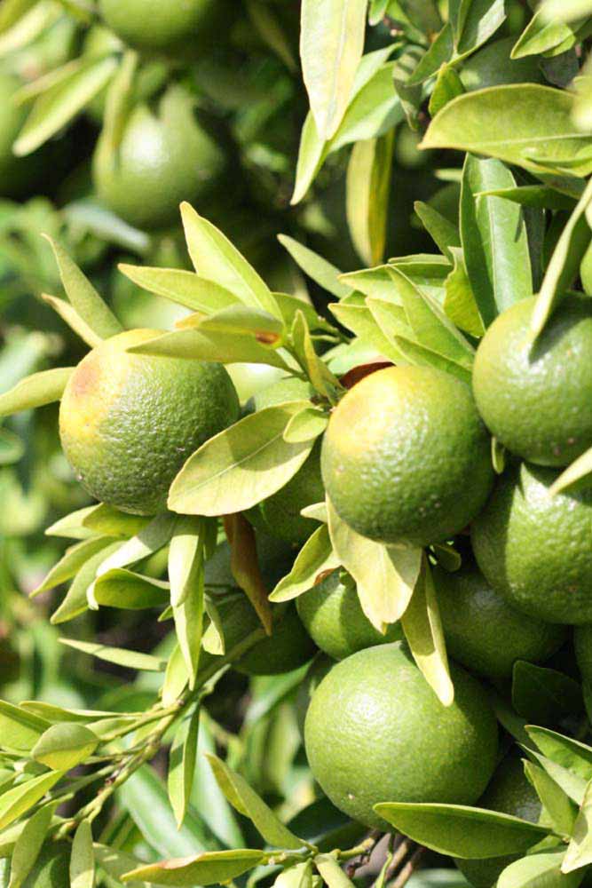              Sun leaves (Riverside, CA)       